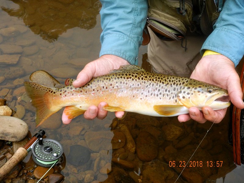 -Kettle Valley-056-.jpg - Close up of the fish.  Looks like he's been here for a while given the color on the fins.